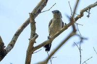 Planalto Slaty-Antshrike