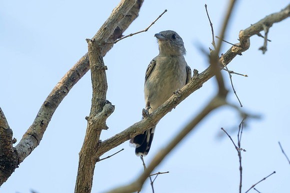 Planalto Slaty-Antshrike