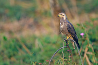 Savanna Hawk