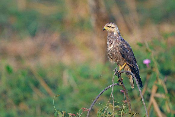 Savanna Hawk