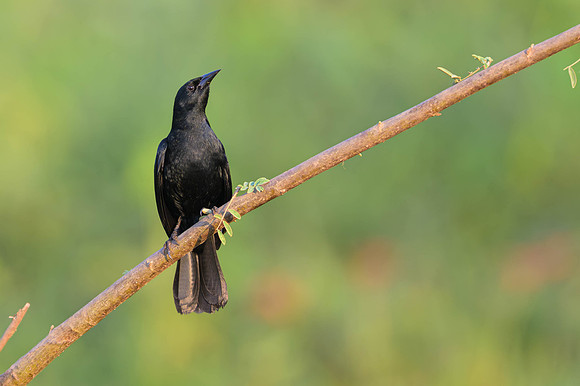 Unicoloured Blackbird