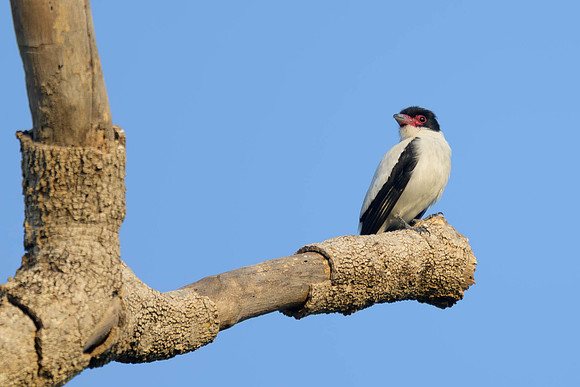 Black-tailed Tityra