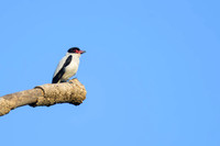 Black-tailed Tityra