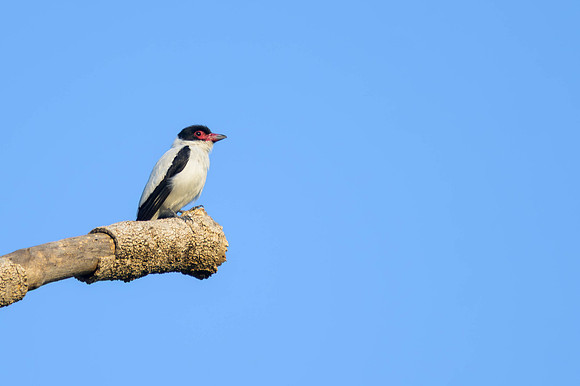 Black-tailed Tityra
