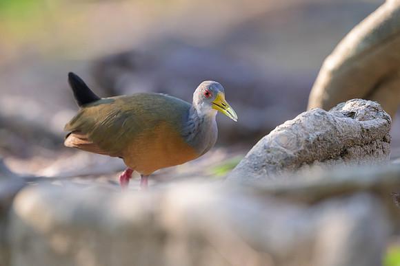 Grey-cowled Wood-Rail
