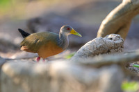 Grey-cowled Wood-Rail