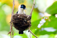 Frill-necked Monarch