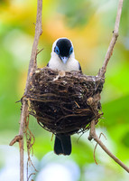 Frill-necked Monarch