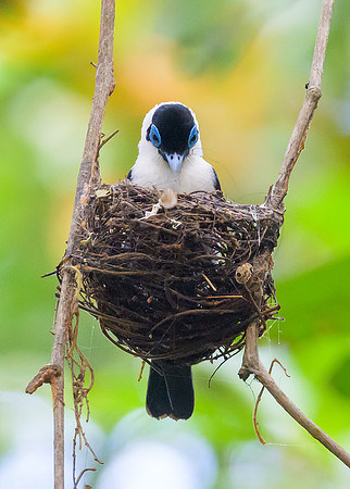 Frill-necked Monarch