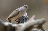 White-tipped Dove