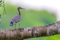 Sunbittern