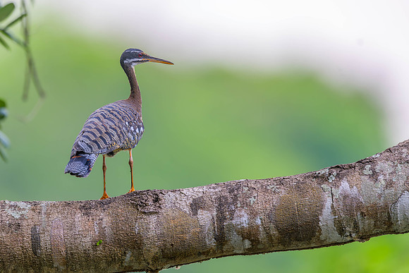 Sunbittern