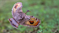 Sunbittern