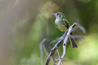 Sepia-capped Flycatcher