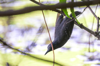 Band-tailed Antbird