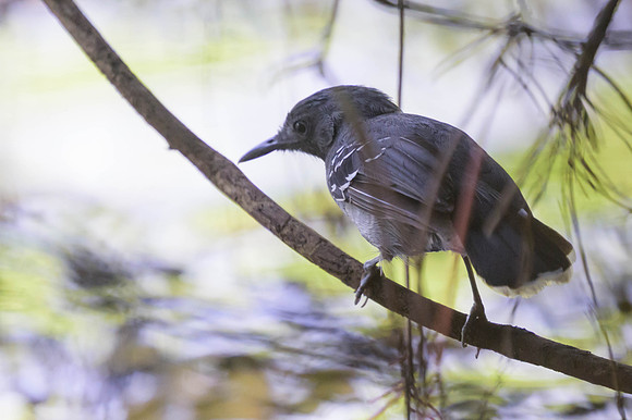 Band-tailed Antbird