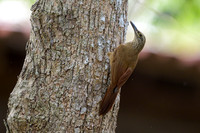 Buff-throated Woodcreeper