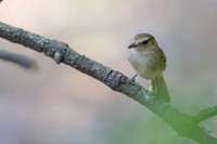 Fuscous Flycatcher