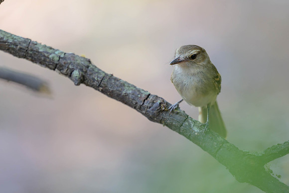 Fuscous Flycatcher