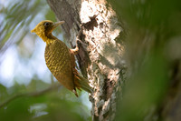 Pale-crested Woodpecker