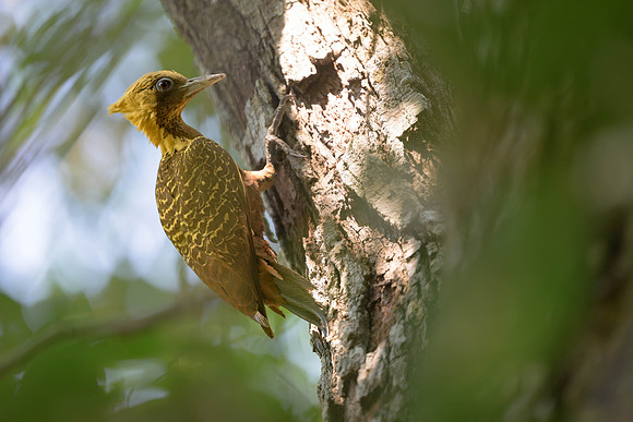Pale-crested Woodpecker