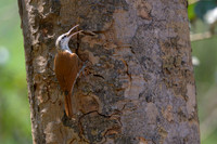 Narrow-billed Woodcreeper