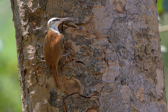 Narrow-billed Woodcreeper