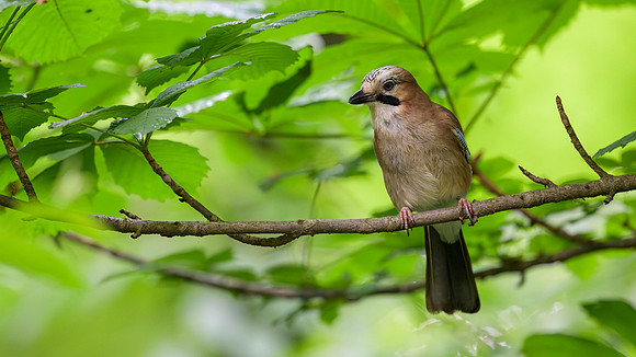 Eurasian Jay