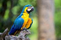Blue=and-yellow Macaw