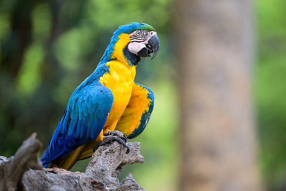 Blue=and-yellow Macaw