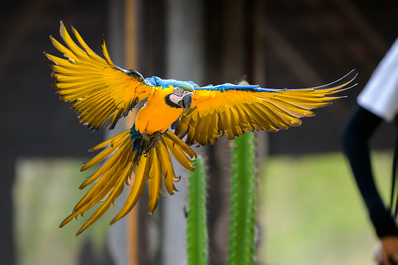 Blue=and-yellow Macaw