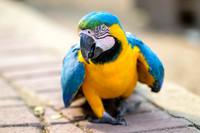 Blue=and-yellow Macaw