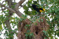Yellow-rumped Cacique
