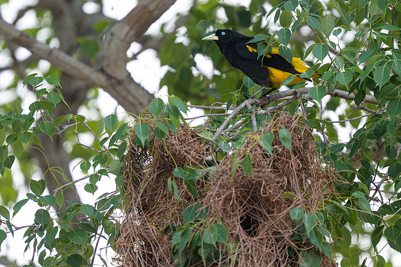 Yellow-rumped Cacique