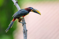Chestnut-eared Aracari