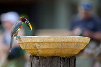 Chestnut-eared Aracari