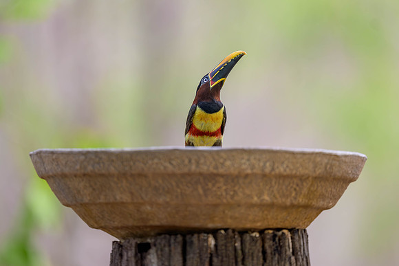 Chestnut-eared Aracari