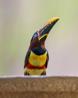 Chestnut-eared Aracari
