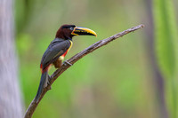 Chestnut-eared Aracari