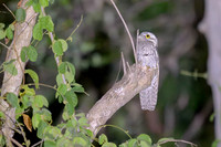 Common Potoo