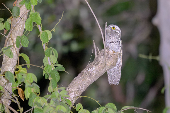 Common Potoo