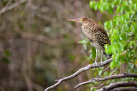 Ruficient Tiger Heron