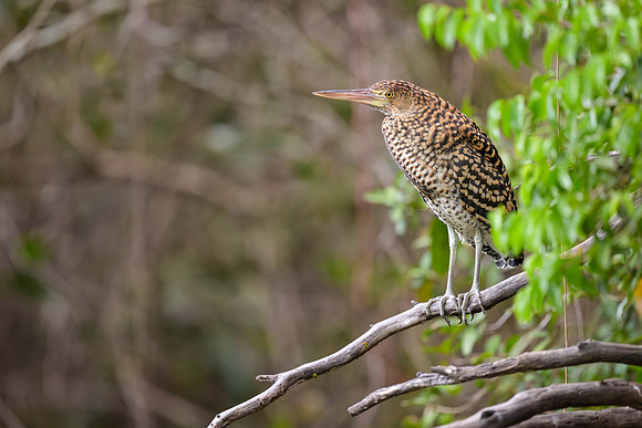 Ruficient Tiger Heron