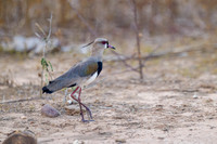 Southern Lapwing