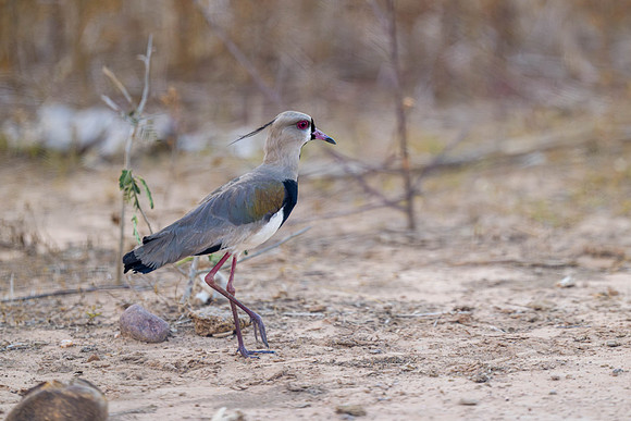 Southern Lapwing