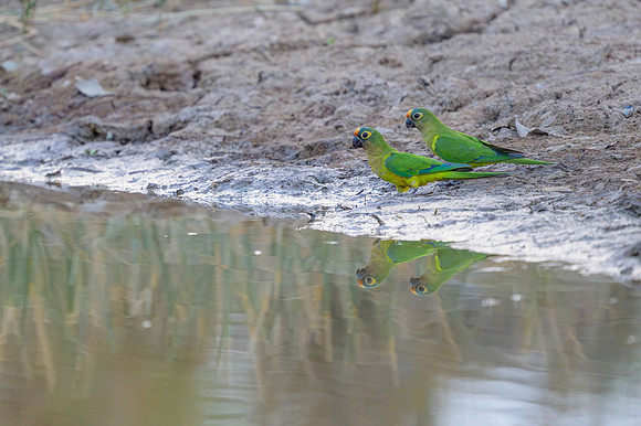 Peach-fronted Parakeet