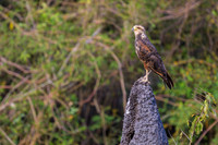 Savanna Hawk