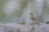 Rufous Hornero