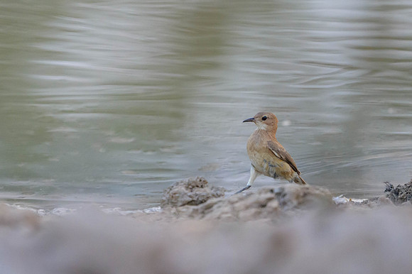 Rufous Hornero