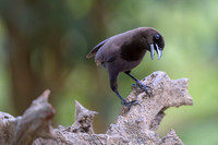 Purplish Jay